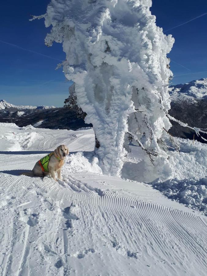 Gaestehaus Walpurga Russbach am Pass Gschütt Buitenkant foto